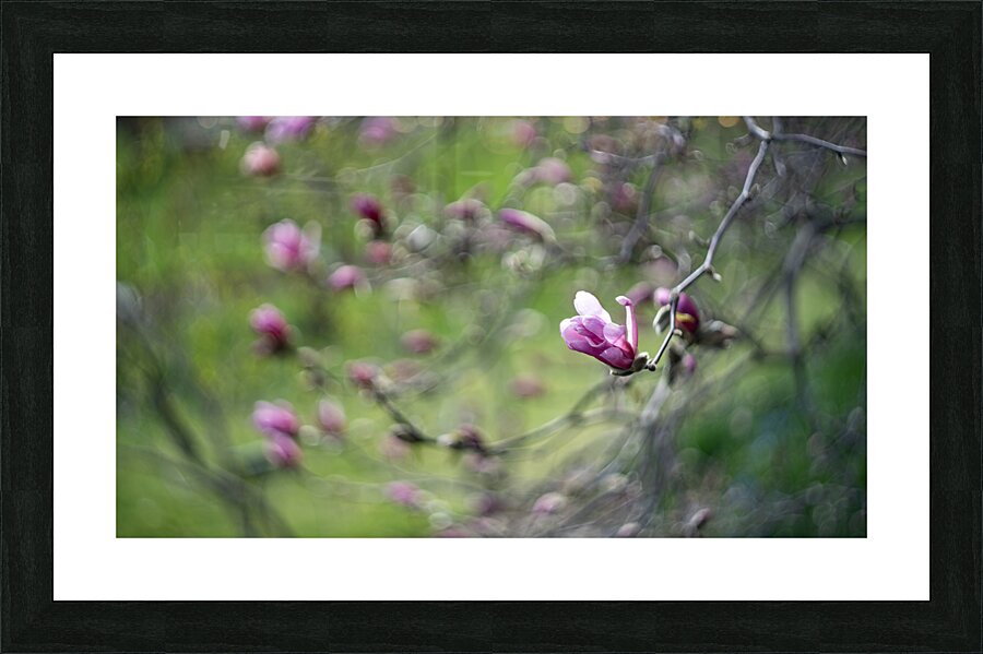 Roseate Whispers Picture Frame print
