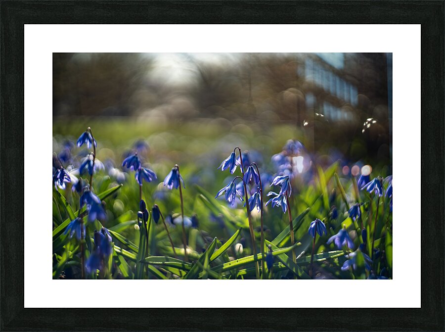 Meadow Melody Picture Frame print