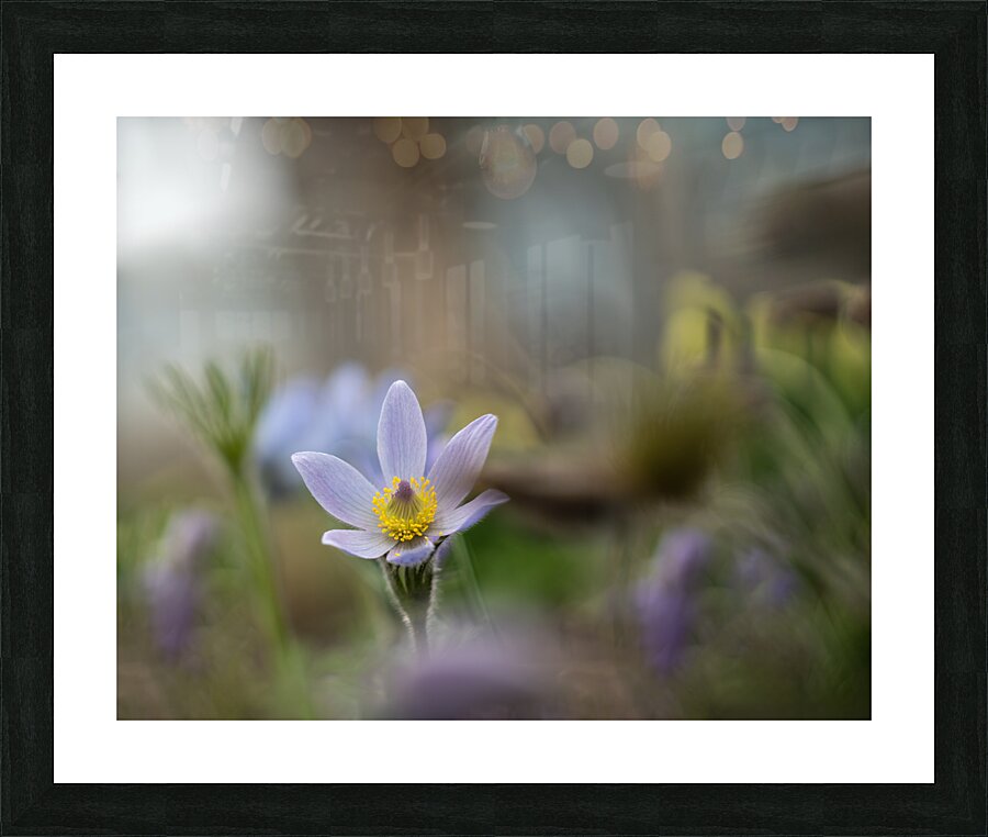 Purple Haze Picture Frame print