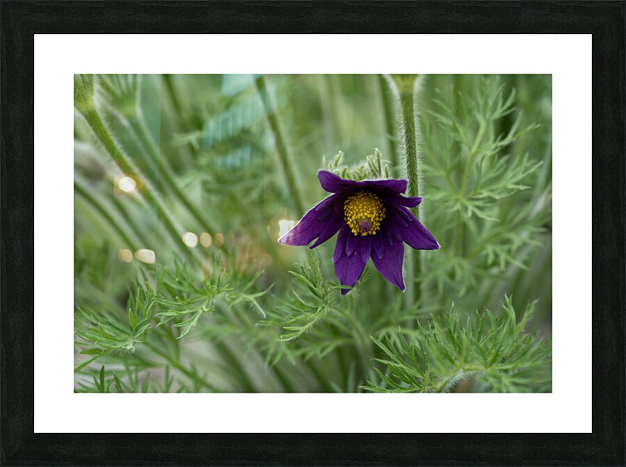 Purple Paradise Picture Frame print