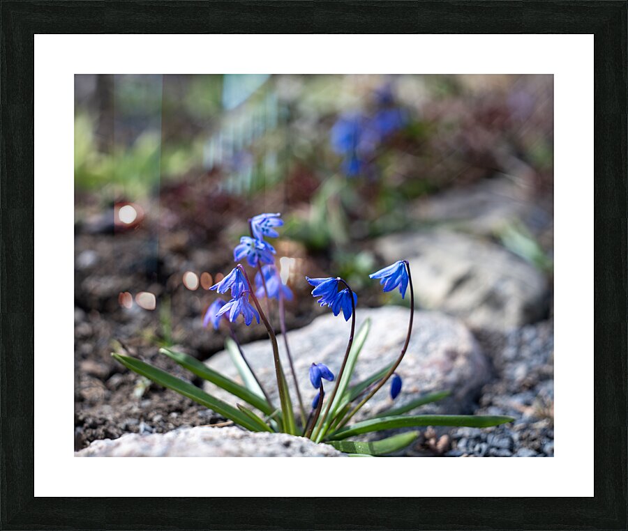 Ethereal Blossoms Picture Frame print