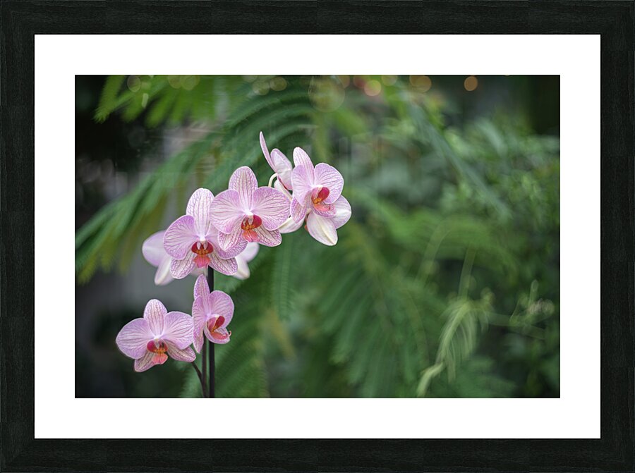 Orchid Reverie Picture Frame print