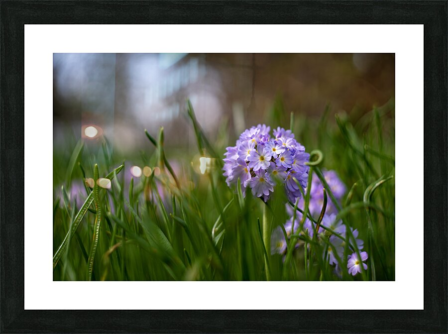 Purple Hues Picture Frame print