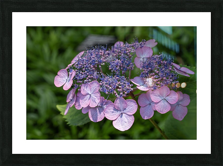 Penny Mac Impression et Cadre photo