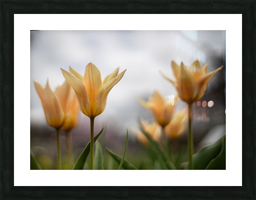 Amber Aurora Picture Frame print