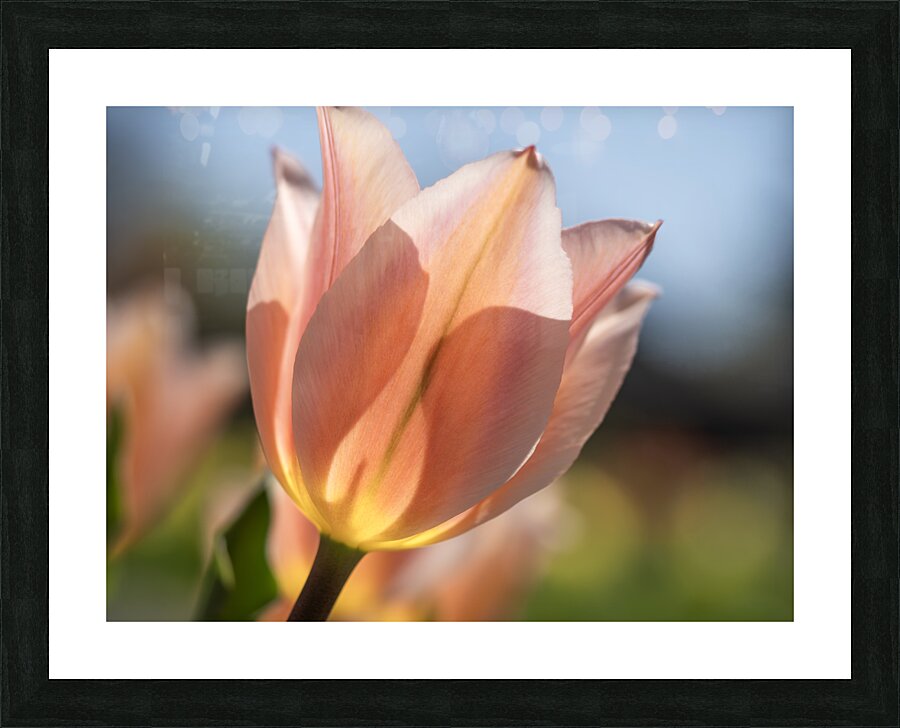 Radiant Reverie Picture Frame print