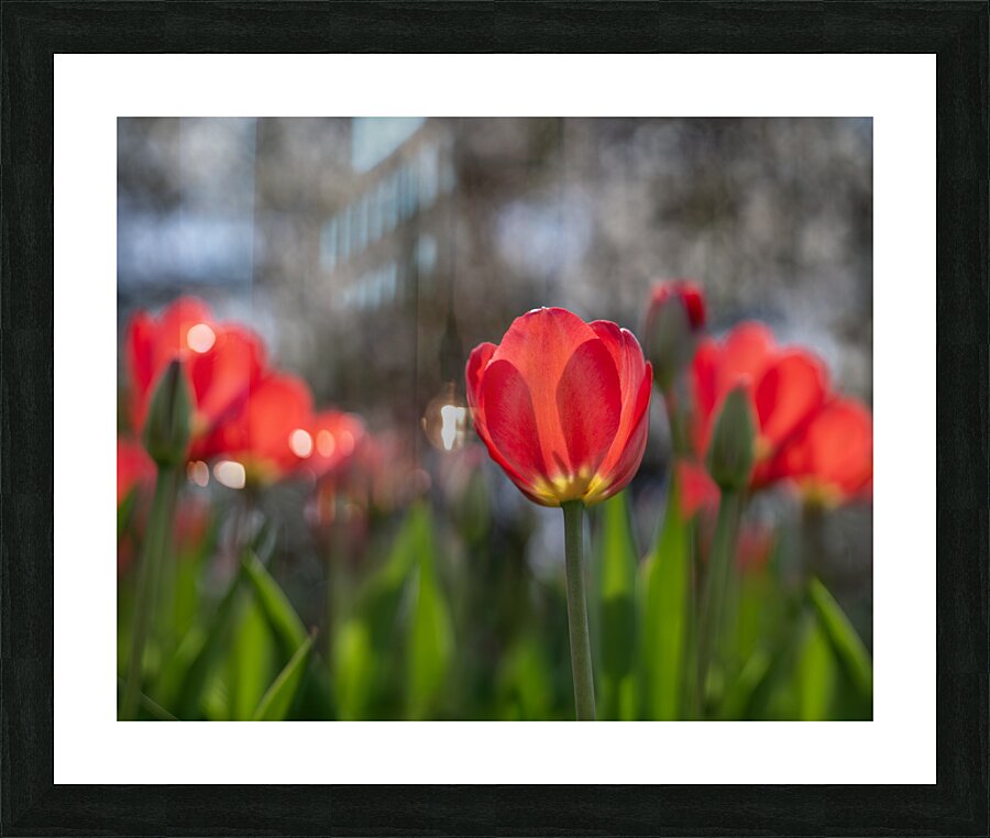 Crimson Elegance Picture Frame print