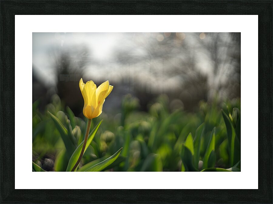 Twilight Tulip Picture Frame print
