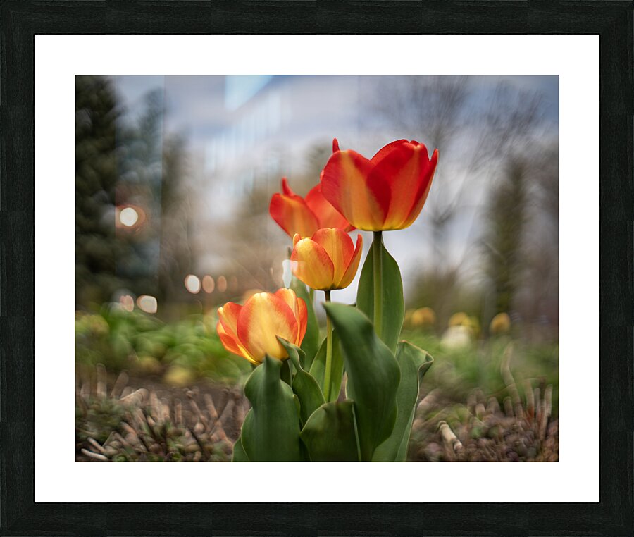 Sunshine Dance Picture Frame print