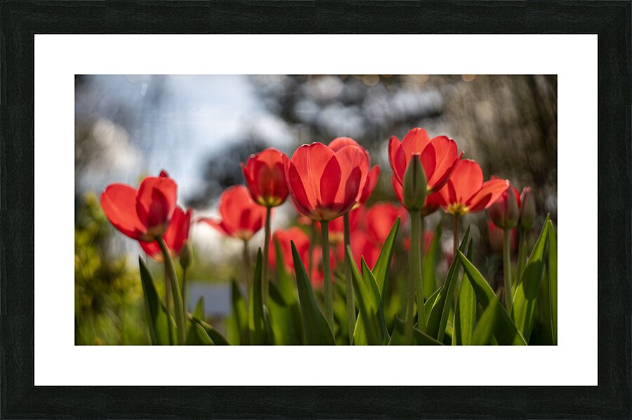Crimson Blooms Picture Frame print