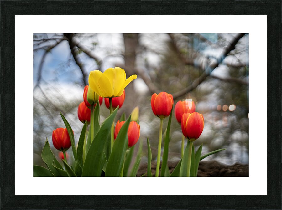 Sunlit Symphony Picture Frame print