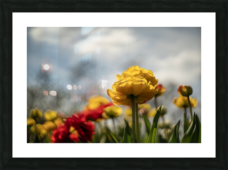 Regal Reverie Picture Frame print