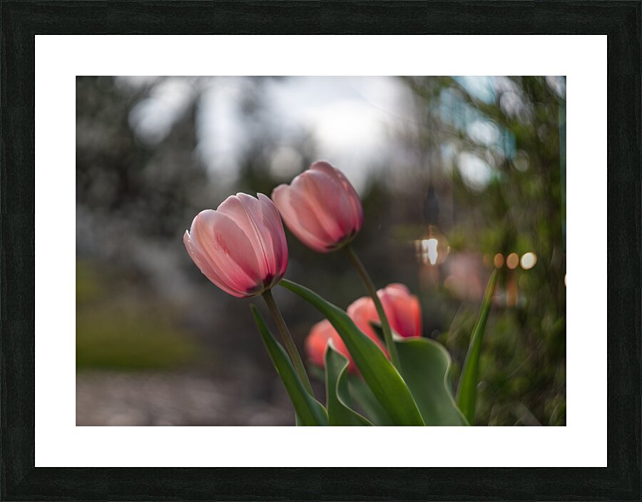 Pink Harmony Picture Frame print