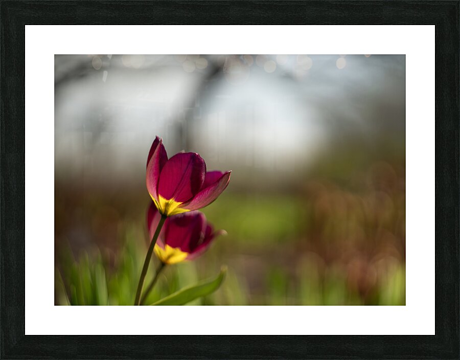 Wine Stained Whispers Picture Frame print