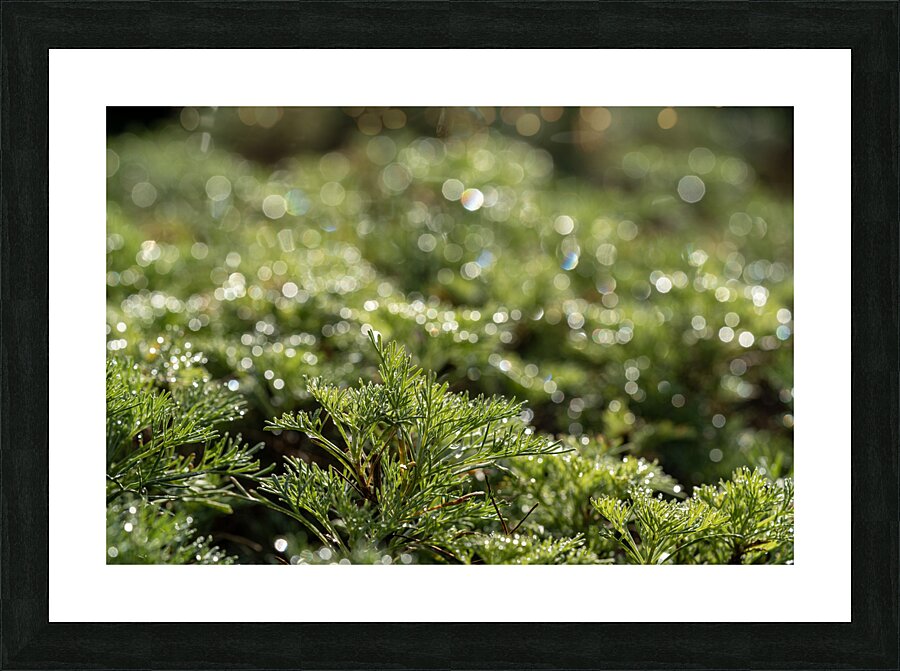 Spring Bokeh Picture Frame print