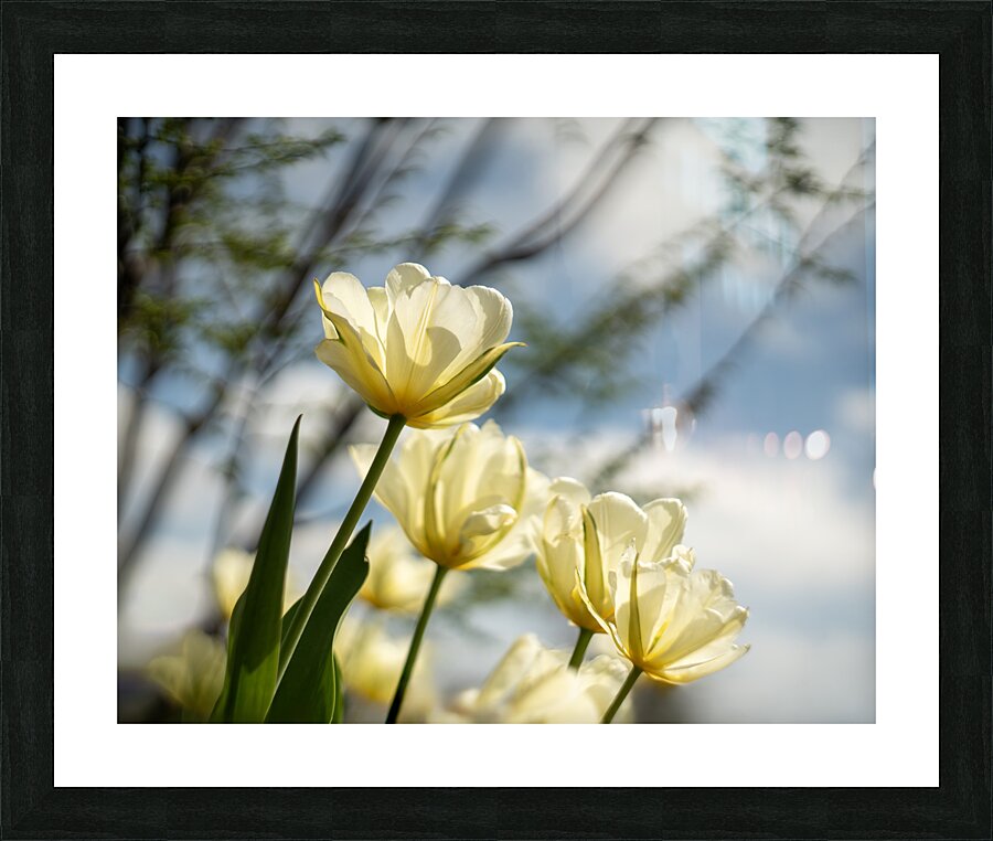 Enchanted Tulips Picture Frame print