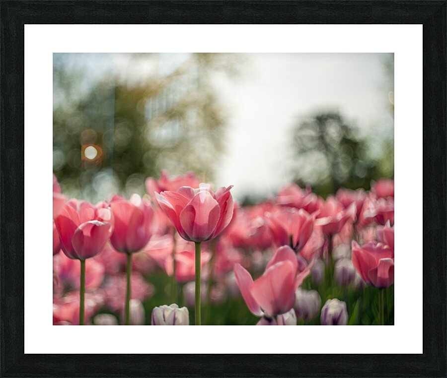  SBP8084 Picture Frame print