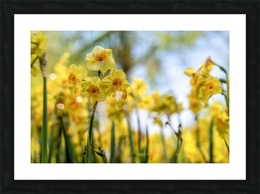  SBP6404 Picture Frame print