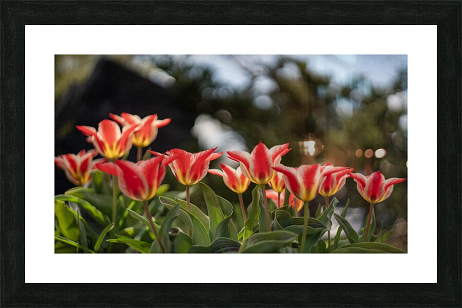  SBP4252 Picture Frame print