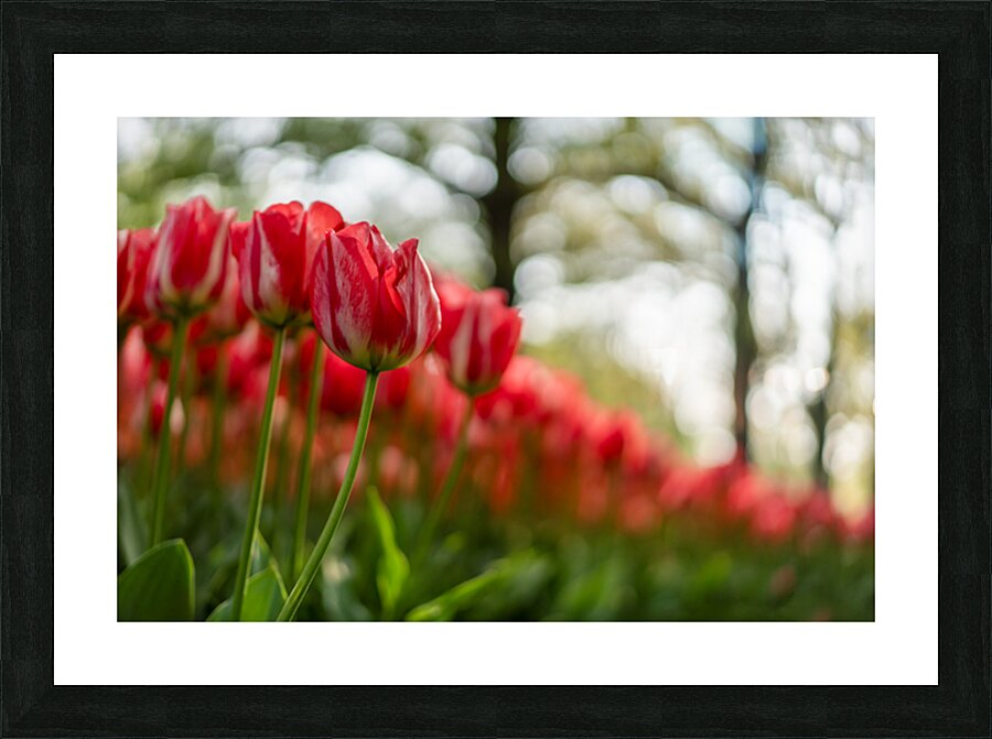  SBP6142 Picture Frame print