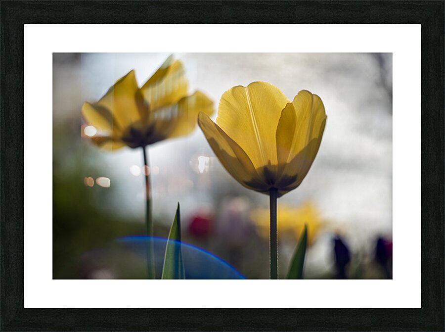  SBP7997 Picture Frame print