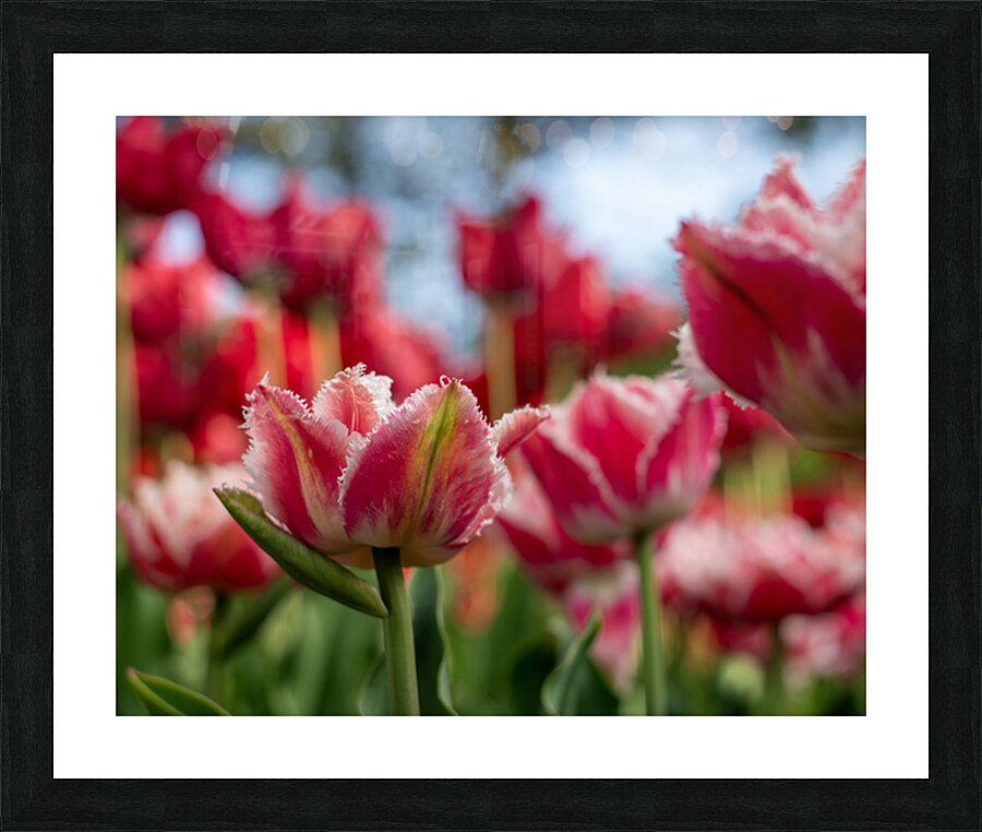  SBP7969 Impression et Cadre photo