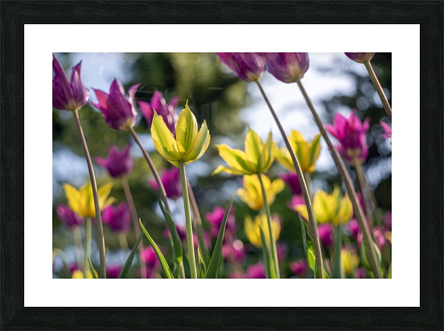  SBP7938 Picture Frame print