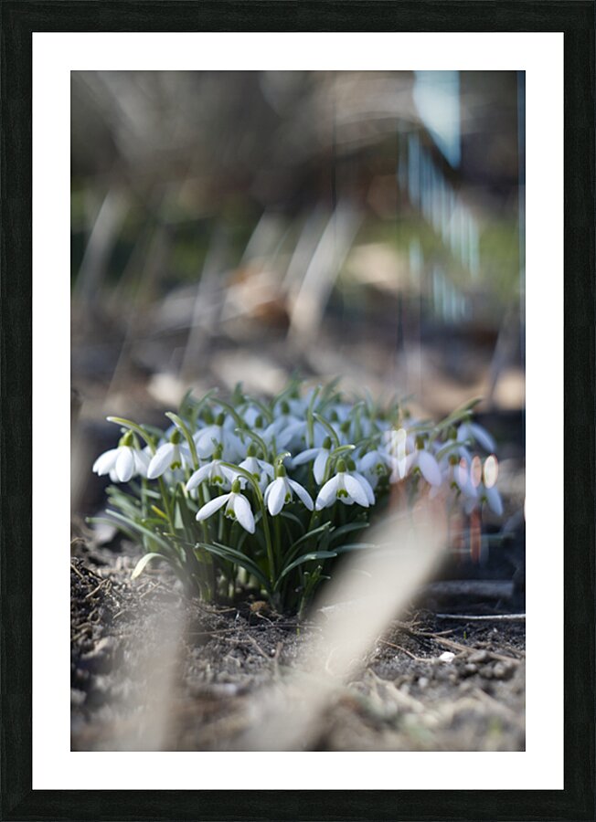  SBP4917 Picture Frame print