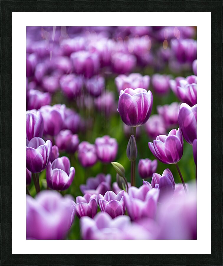  SBP6487 Picture Frame print