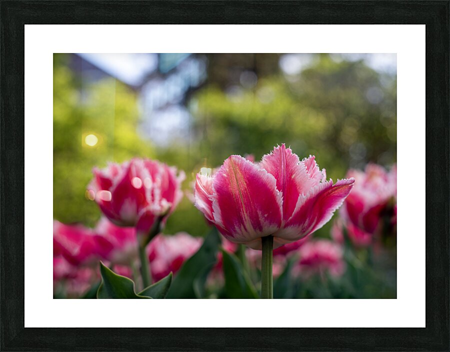  SBP7968 Impression et Cadre photo