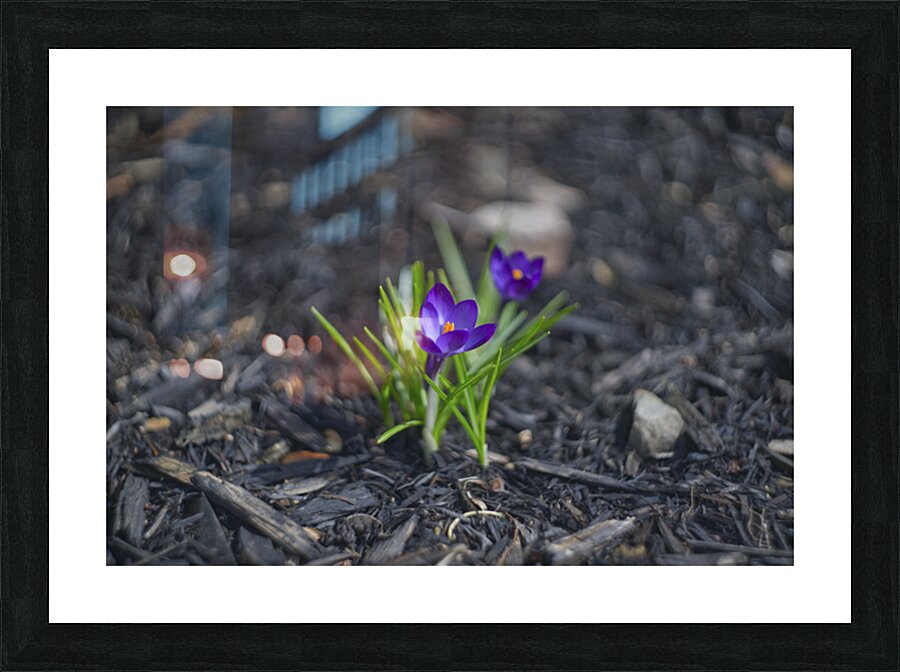  SBP4872 Picture Frame print