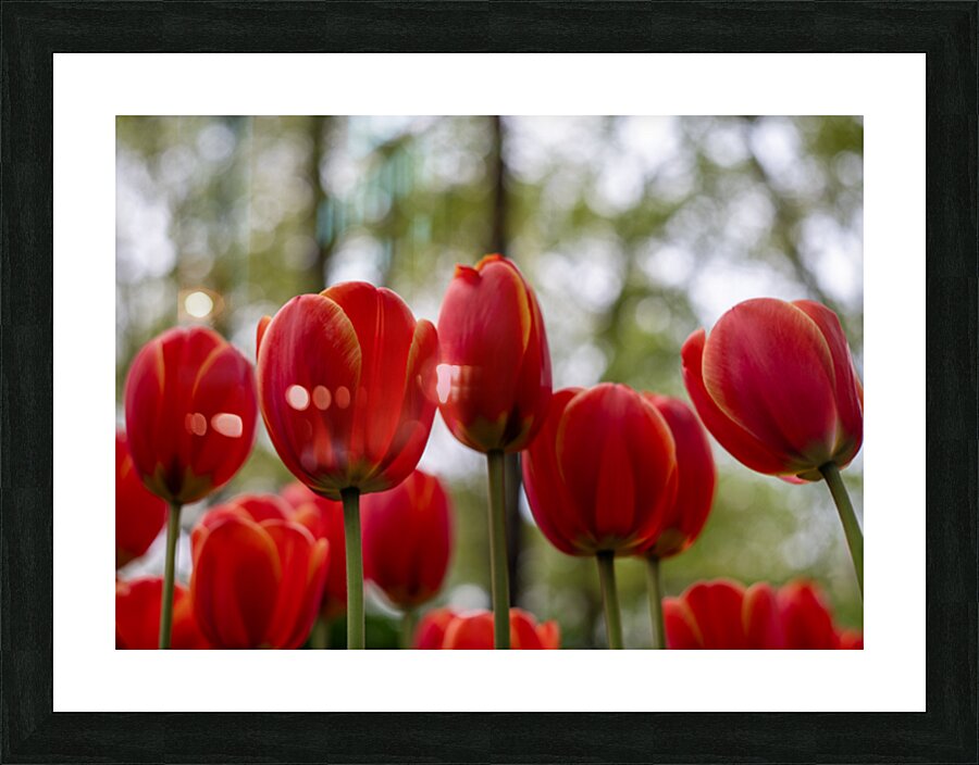  SBP5918 Picture Frame print