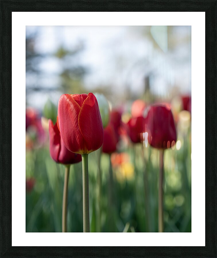  SBP7694 Picture Frame print