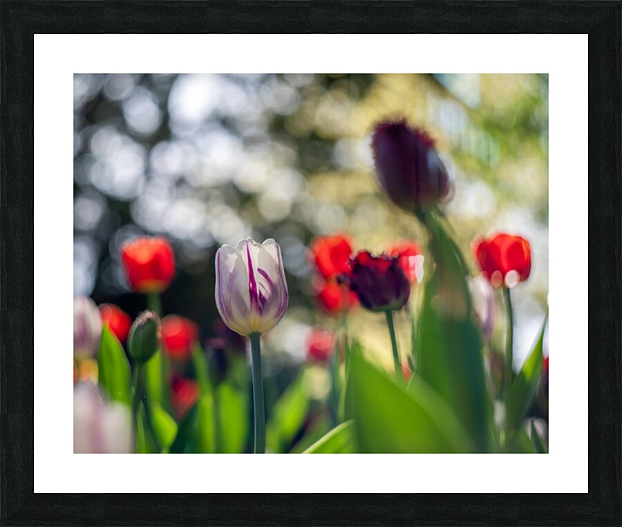  SBP8000 Picture Frame print