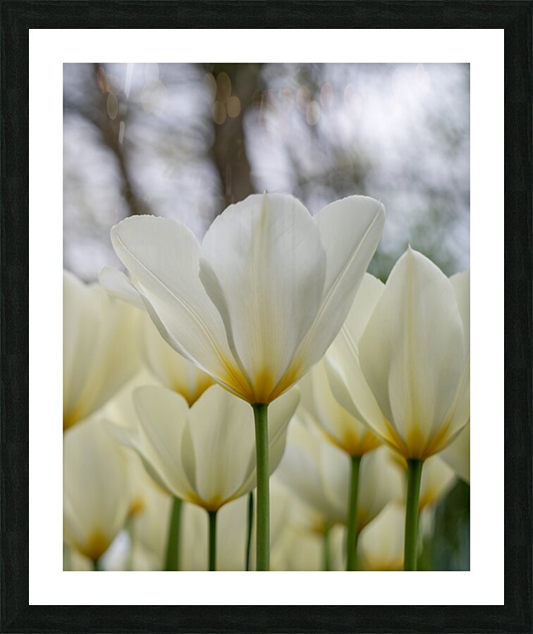  SBP5697 Picture Frame print