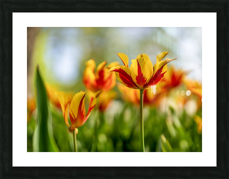  SBP6290 Picture Frame print