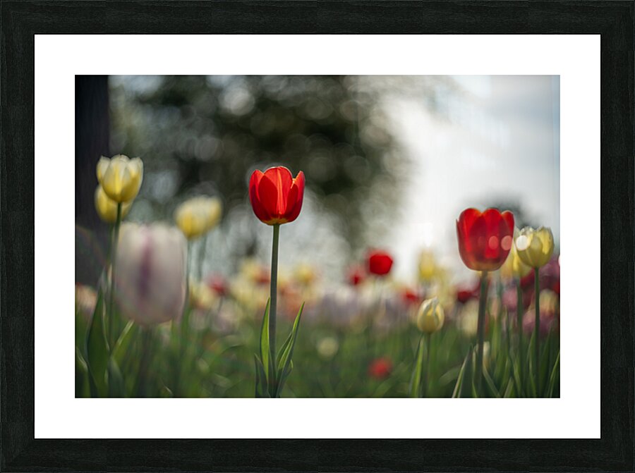  SBP8067 Picture Frame print