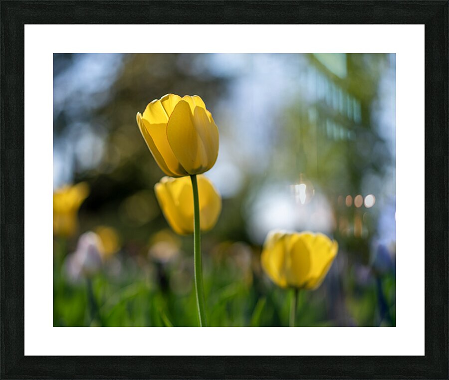  SBP7718 Picture Frame print