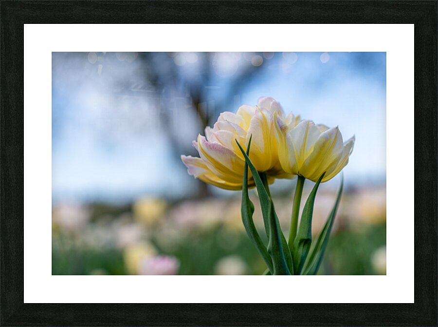  SBP7668 Picture Frame print