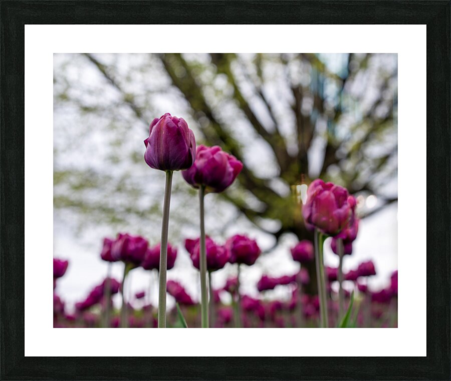  SBP6659 Picture Frame print