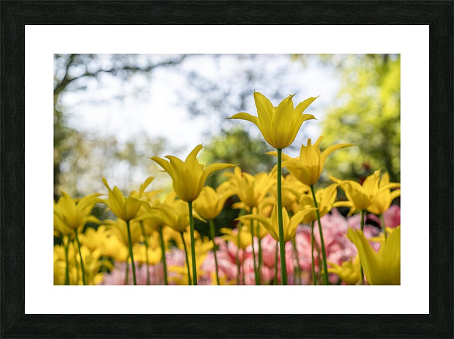 SBP6341 Picture Frame print