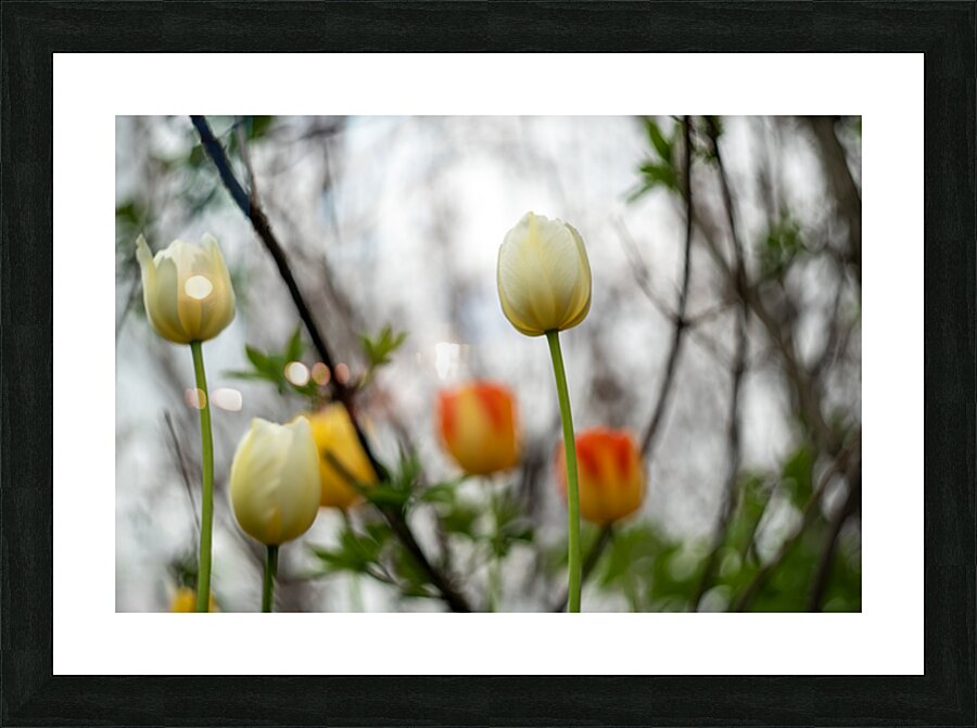 SBP8335 Picture Frame print