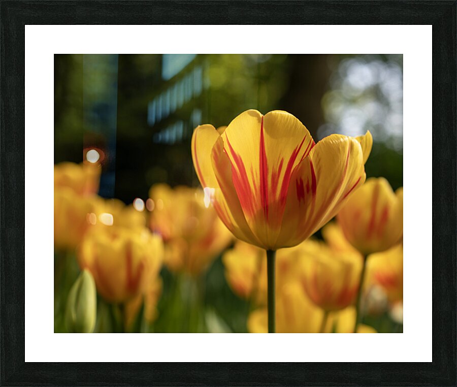 SBP6416 Picture Frame print