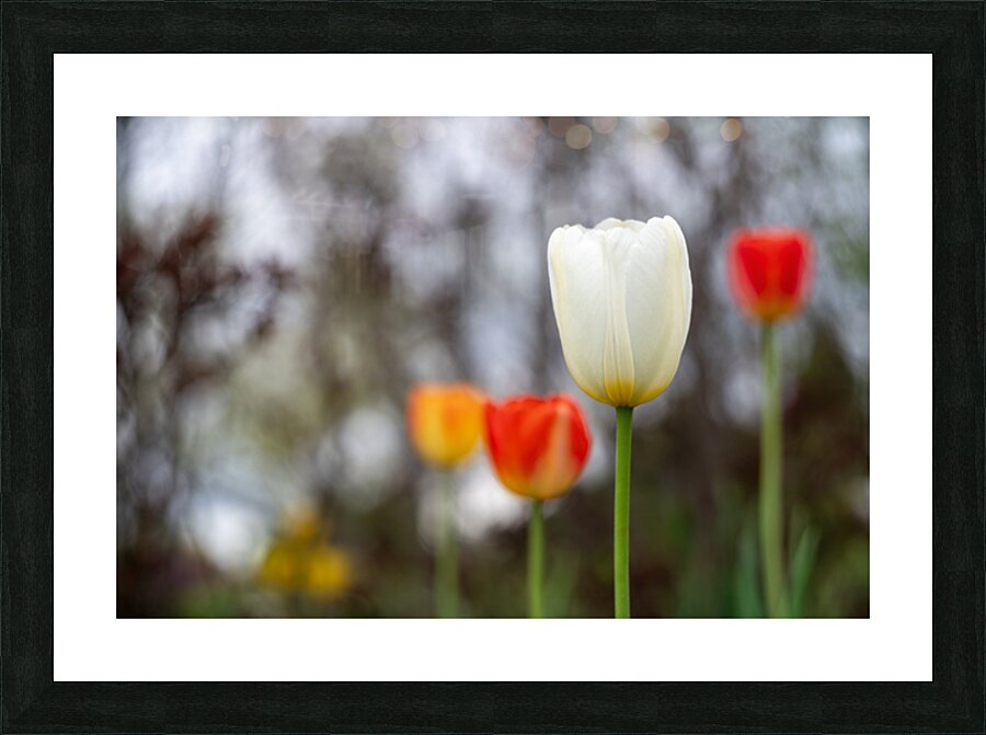 SBP8395 Picture Frame print