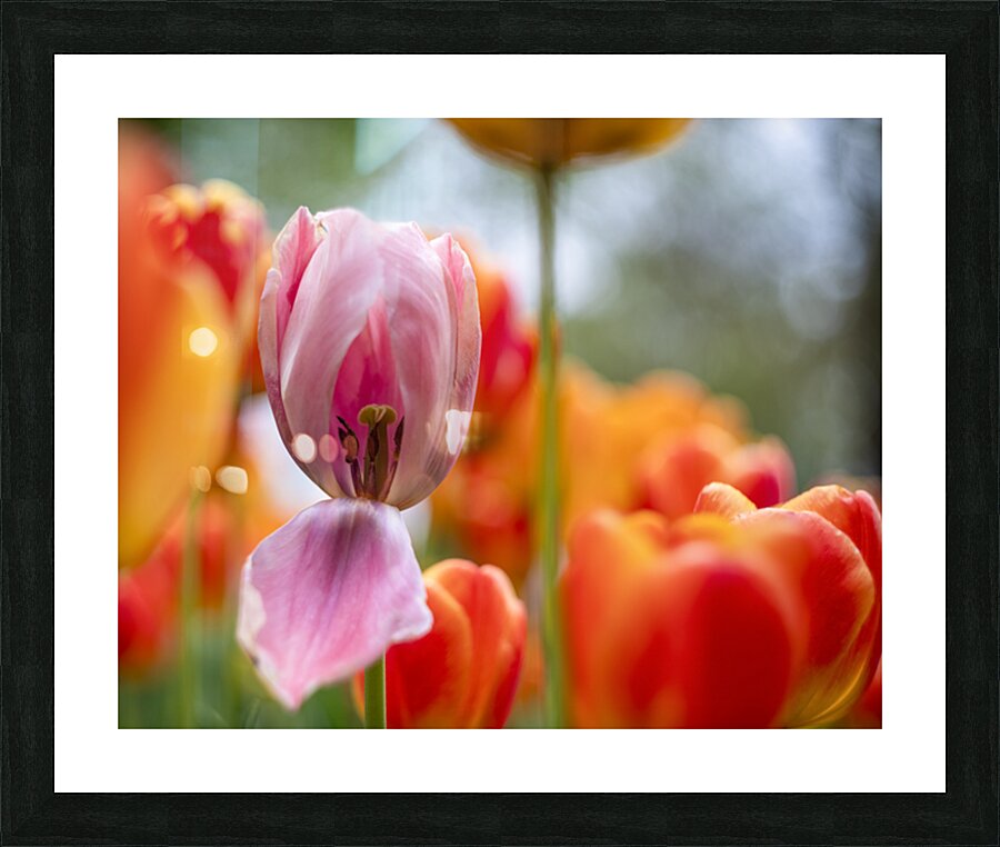 SBP5727 Impression et Cadre photo