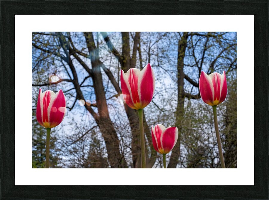 SBP6538 Picture Frame print