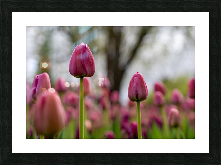 SBP6693 Picture Frame print