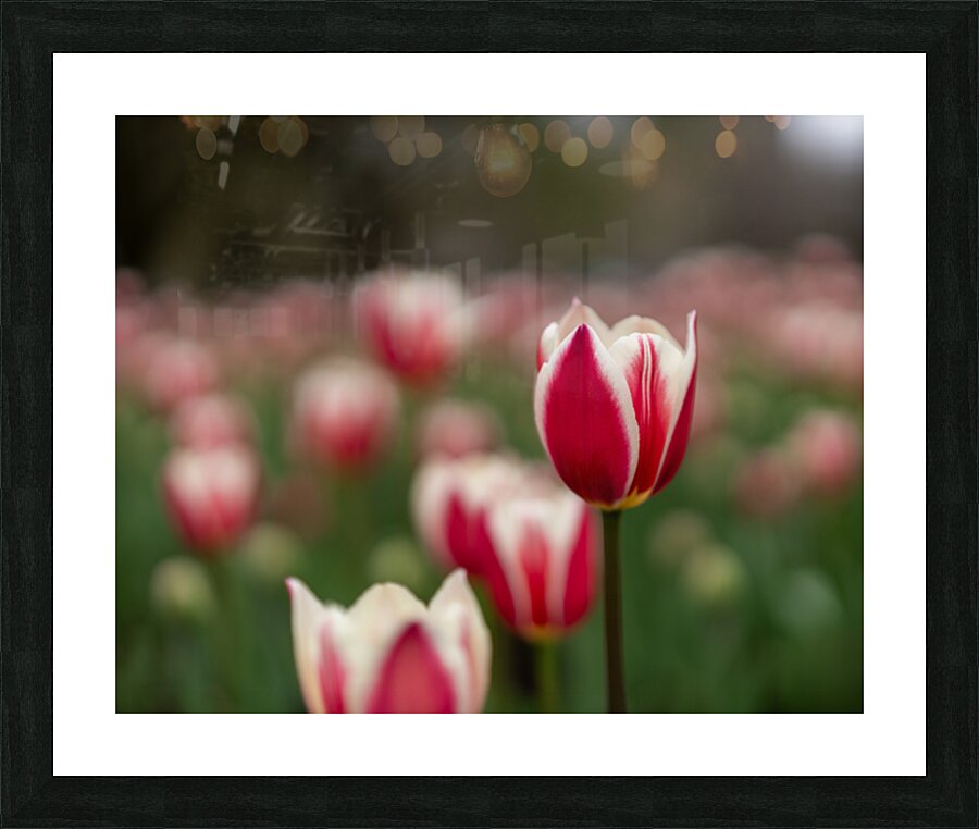 SBP6625 Picture Frame print