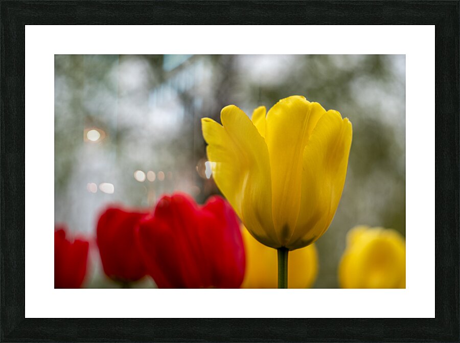 SBP5634 Picture Frame print