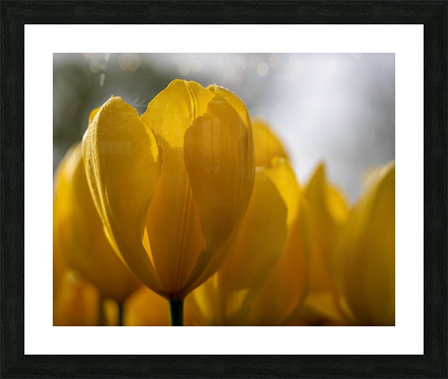 SBP5523 Picture Frame print